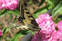 Papilio machaon