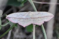 Timandra comae