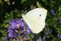 Pieris rapae