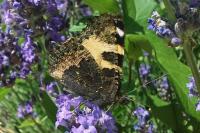Aglais urticae