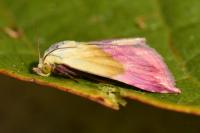 Eublemma purpurina