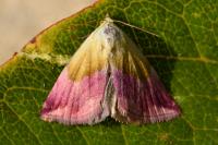 Eublemma purpurina