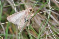 Mythimna albipuncta