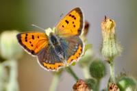 Lycaena phlaeas