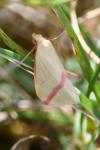 Rhodometra sacraria
