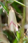 Rhodometra sacraria