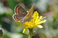Aricia agestis