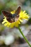 Aricia agestis