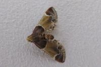 Pyralis farinalis