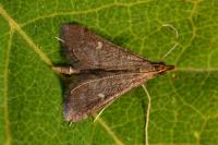Dolicharthria punctalis