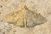 Patania ruralis