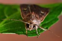 Xestia xanthographa