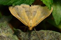 Sitochroa verticalis