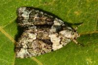 Cryphia algae