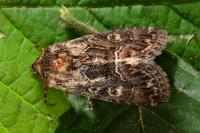 Thalpophila matura