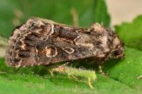 Thalpophila matura