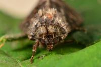 Thalpophila matura