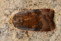 Noctua