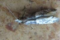 Trichophaga