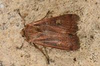 Xestia xanthographa
