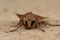 Xestia xanthographa