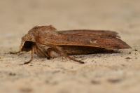 Xestia xanthographa