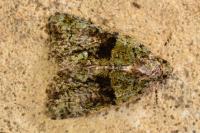 Cryphia algae