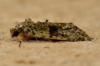 Cryphia algae
