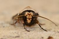Agrotis puta