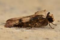 Agrotis puta