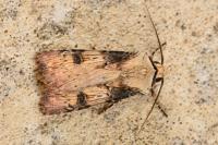Agrotis puta