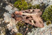 Trigonophora flammea