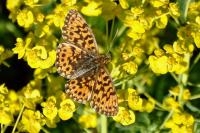 Boloria dia