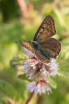 Lycaena tityrus