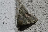Catocala elocata