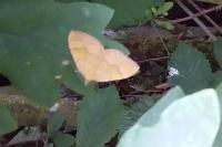 Camptogramma bilineata