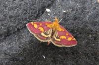 Pyrausta purpuralis