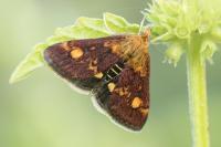 Pyrausta aurata