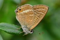 Lampides boeticus