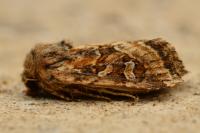 Luperina dumerilii