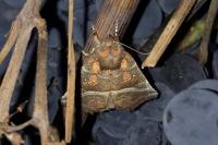 Scoliopteryx libatrix