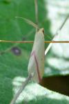 Rhodometra sacraria