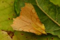 Ennomos alniaria