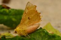 Ennomos alniaria