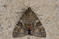 Catocala nupta