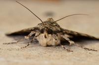 Catocala nupta