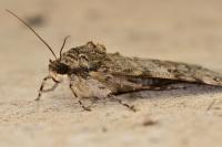 Catocala nupta