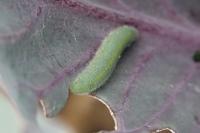 Pieris rapae
