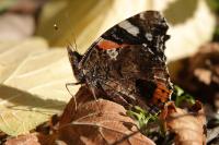 Vanessa atalanta