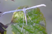Emmelina monodactyla